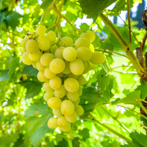 uva bianca a grappolo italia